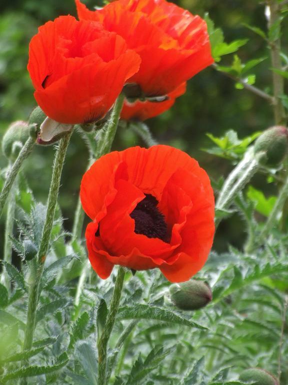 Gite Labradors De Bailly - Giverny Сен-Пьер-ла-Гаренн Экстерьер фото